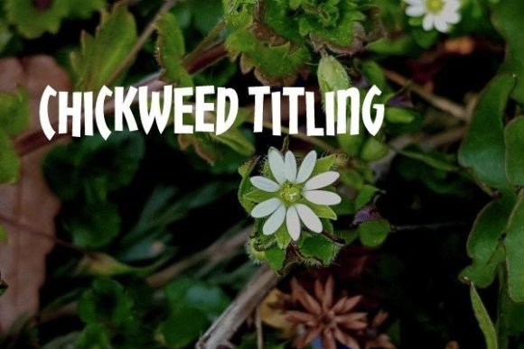 Chickweed Titling: A Playful Display Font for Digital Headlines